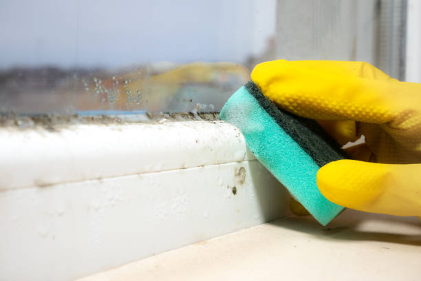 Best Insurance-Related Mold Remediation in Lenexa, KS